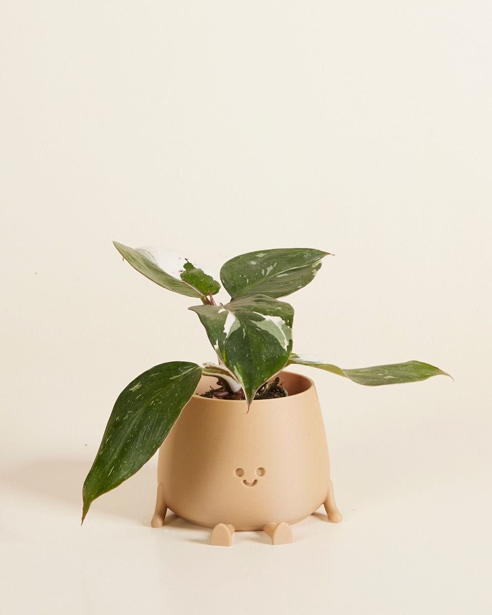 Baby Happy Harry Pot Beige Ø 8 cm