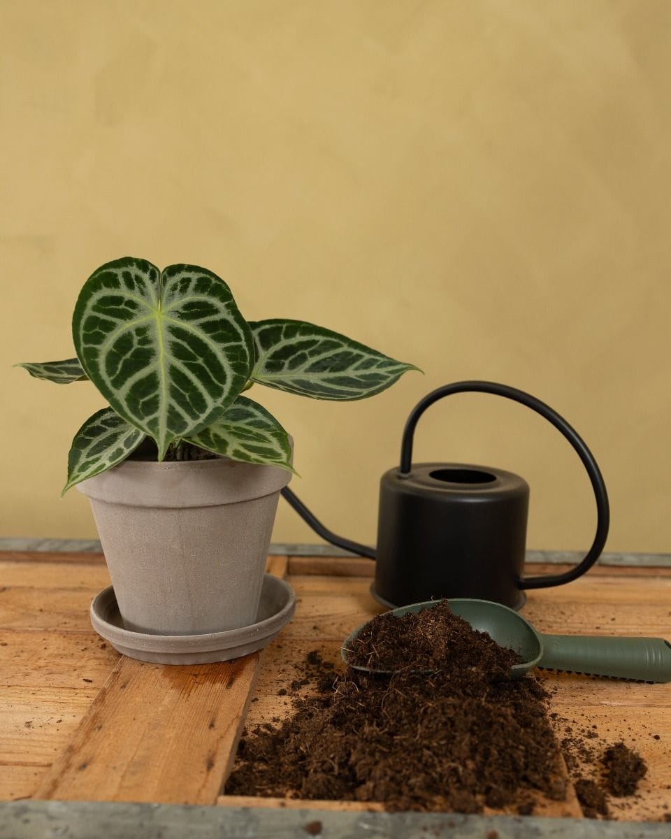 Grey Terracotta Pot Ø 16 cm