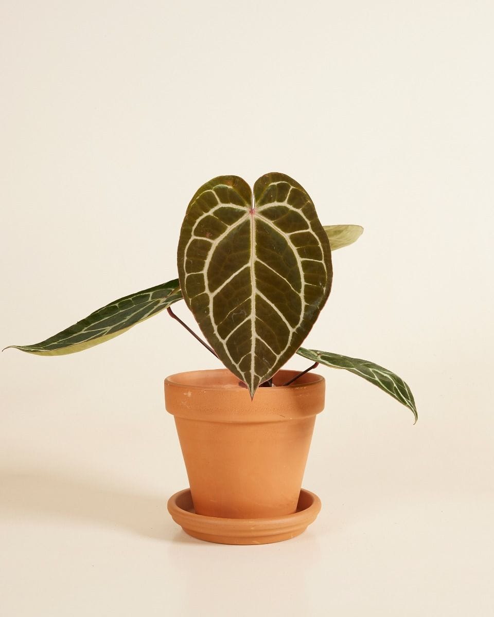 Orange Terracotta Pot Ø 14 cm