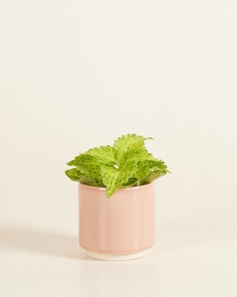 Bebé Lisa Pot Dusty Pink Ø 7 cm