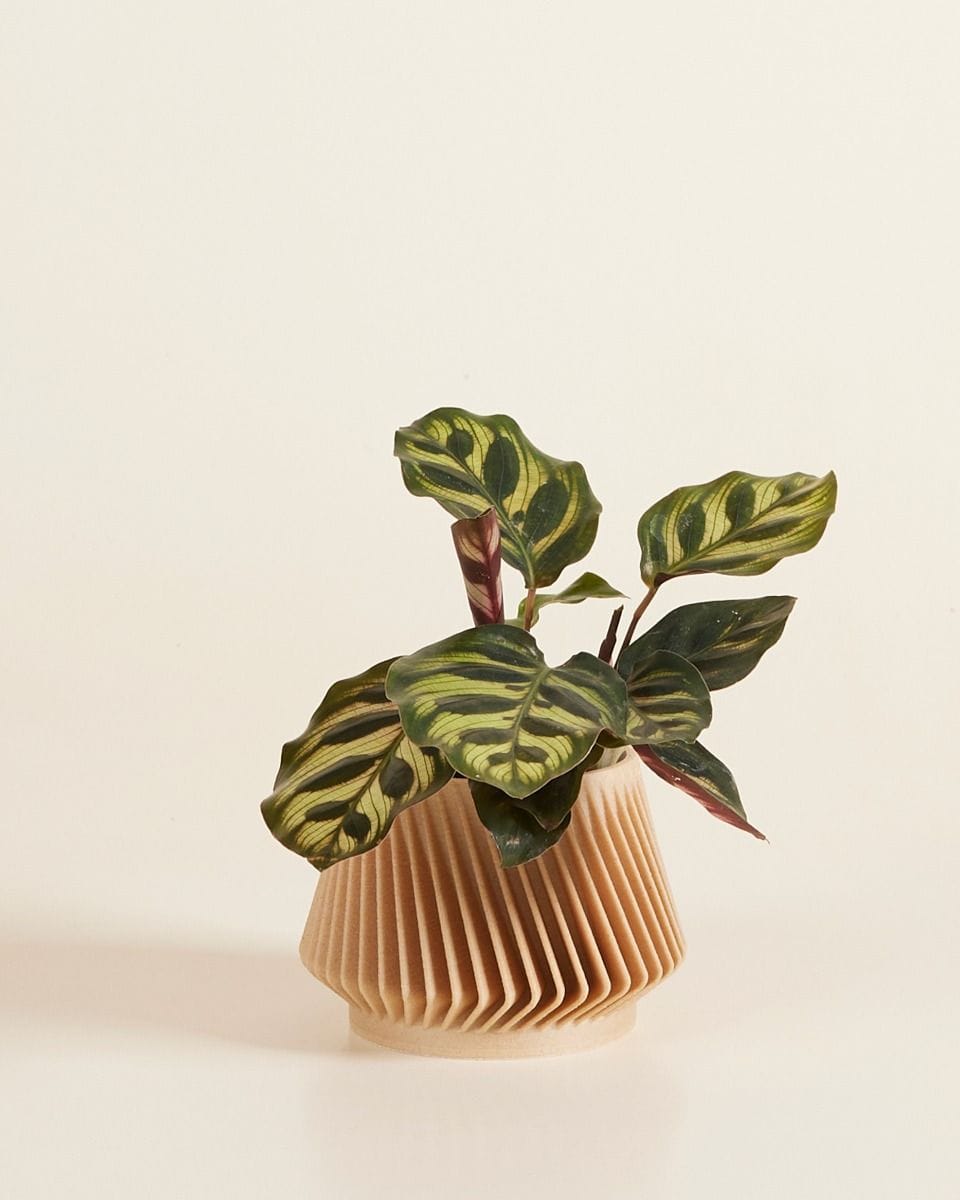 Baby Robin Wood Pot Zigzag Ø 5.5 cm