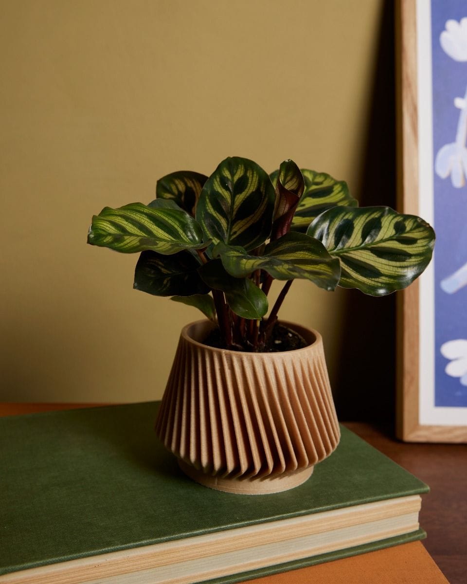 Baby Robin Wood Pot Zigzag Ø 5.5 cm