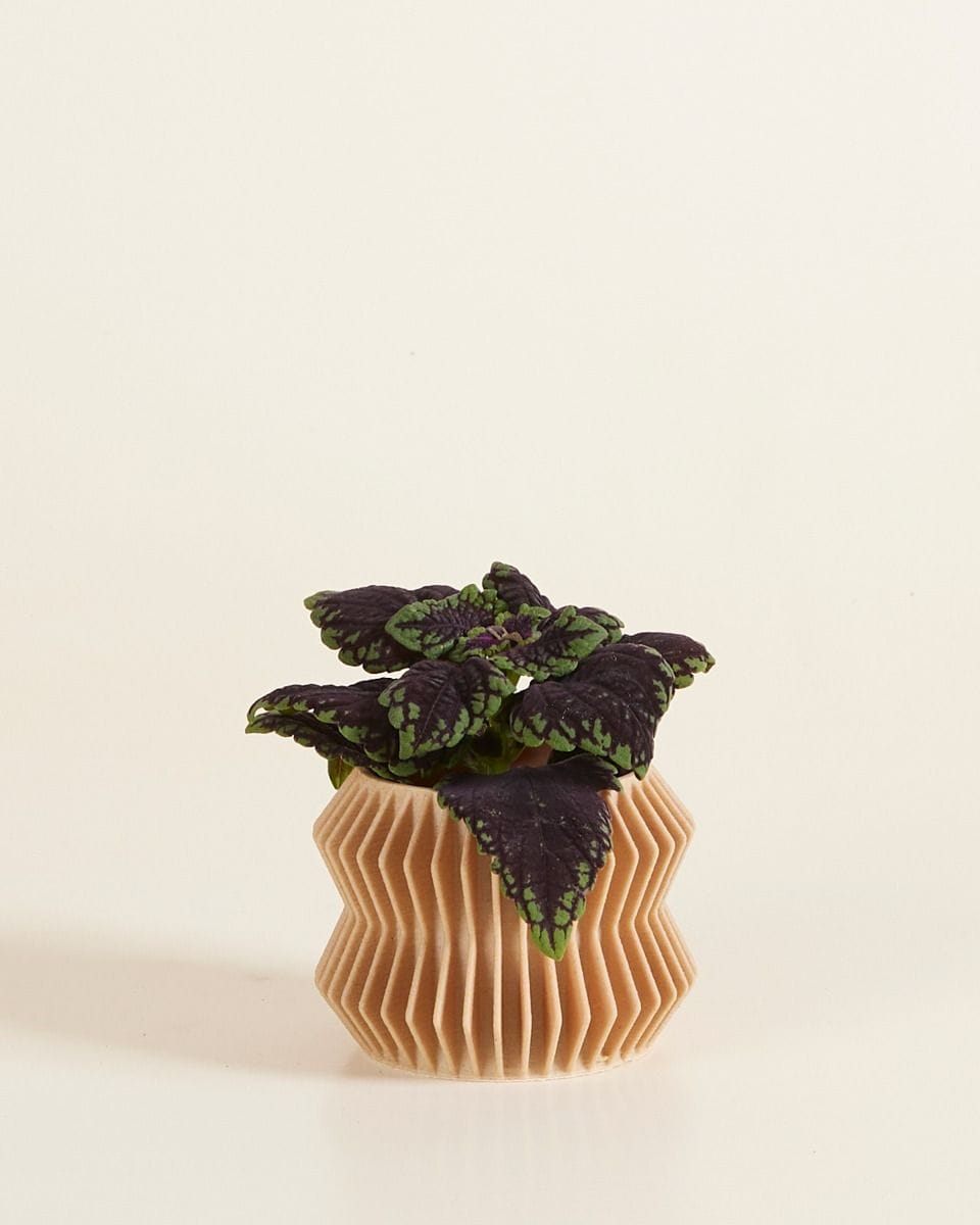 Bebé Robin Wood Pot Chevron Ø 5.5 cm