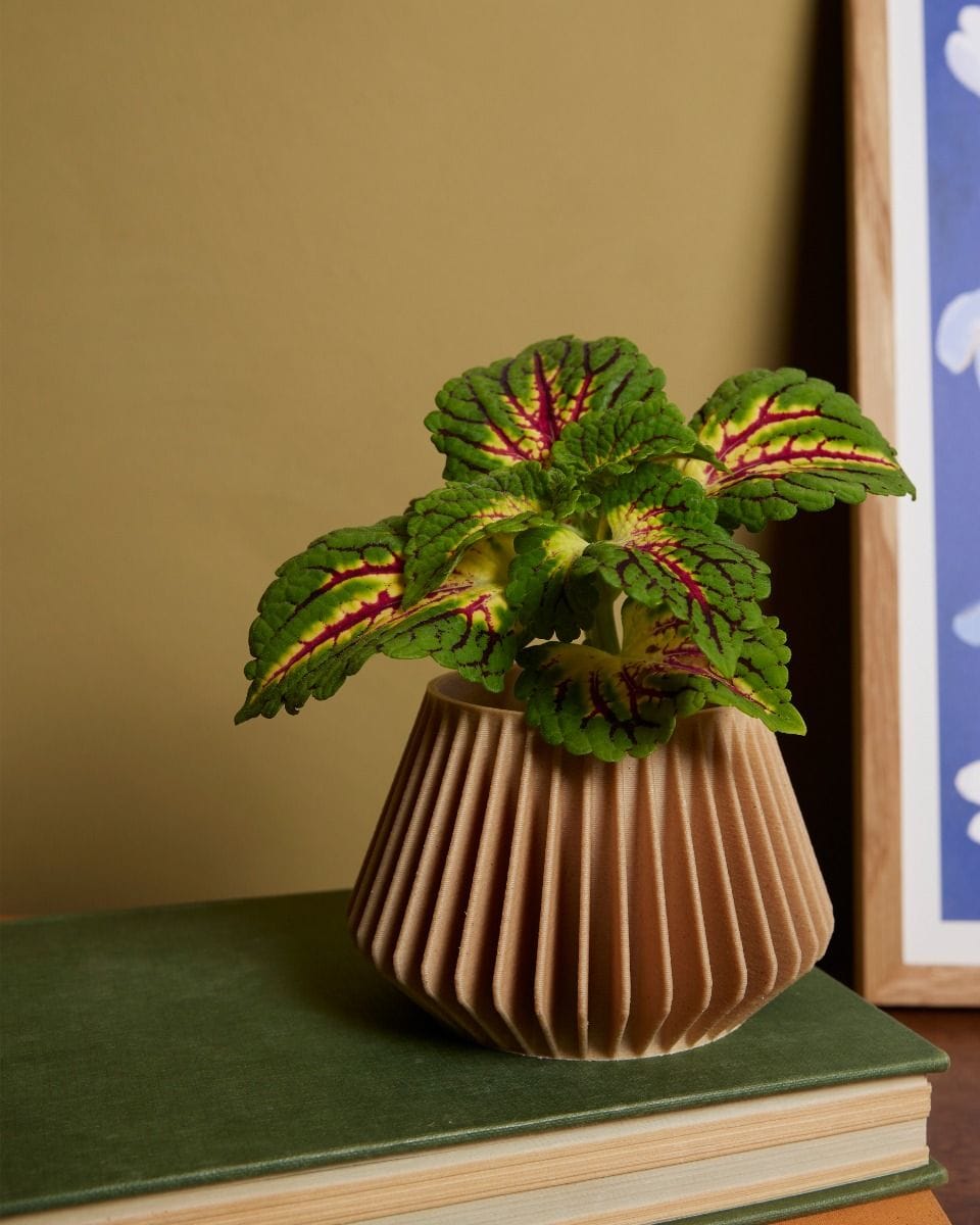 Baby Robin Wood Pot Pillars Ø 5.5 cm