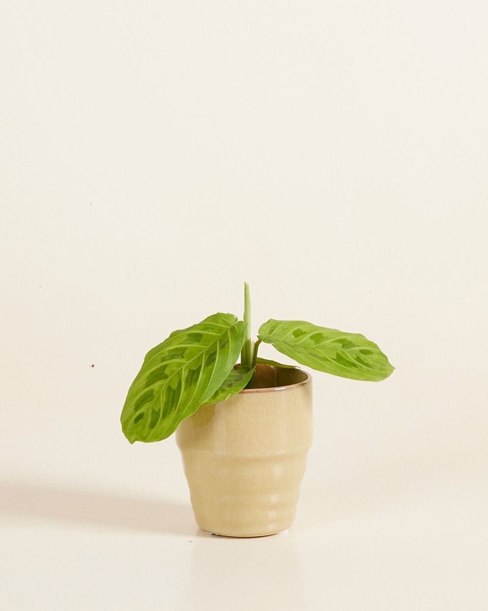 Baby Peter Topf Braun-Taupe Ø 7 cm