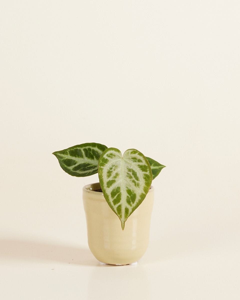 Bebé Petra Pot Brown-Taupe Ø 7 cm