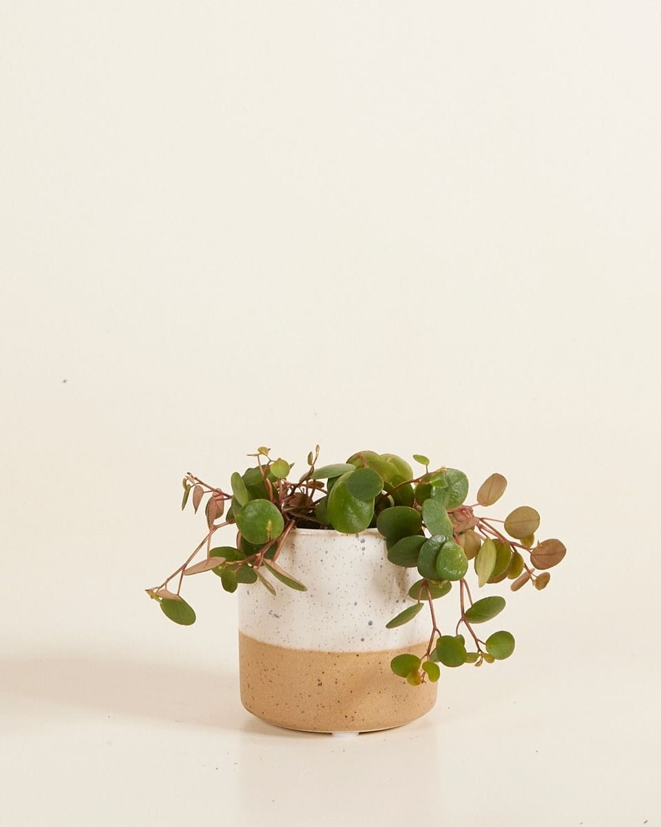 Baby Ava Topf Weiß Ø 6.5 cm