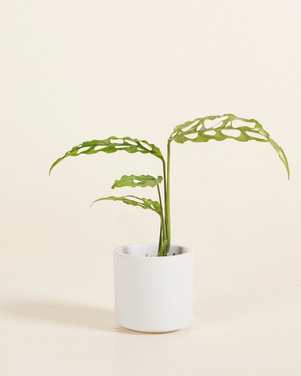 Bebé Penny Pot Light Grey Ø 7 cm