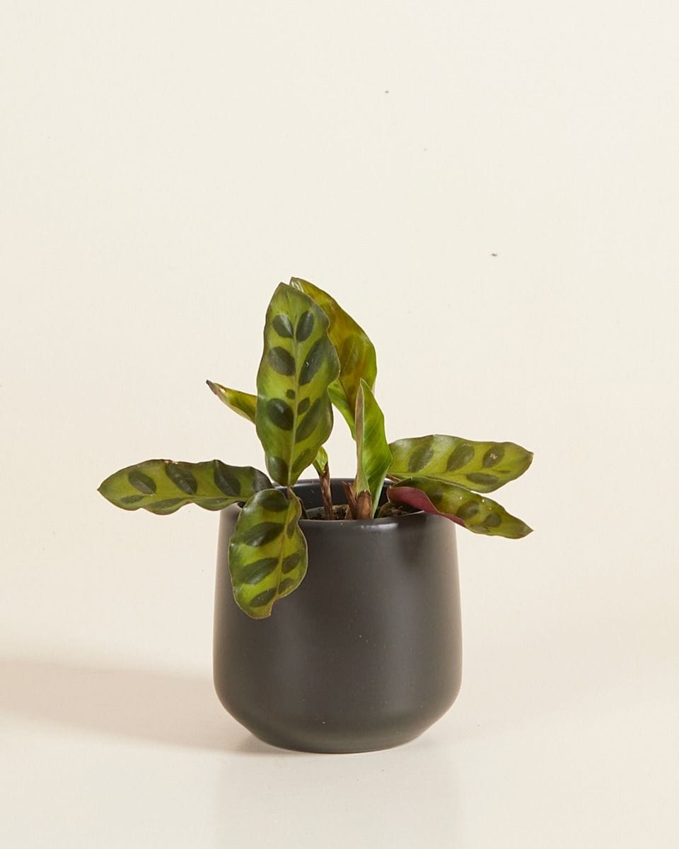 Bebé Amber Pot Black Ø 6 cm