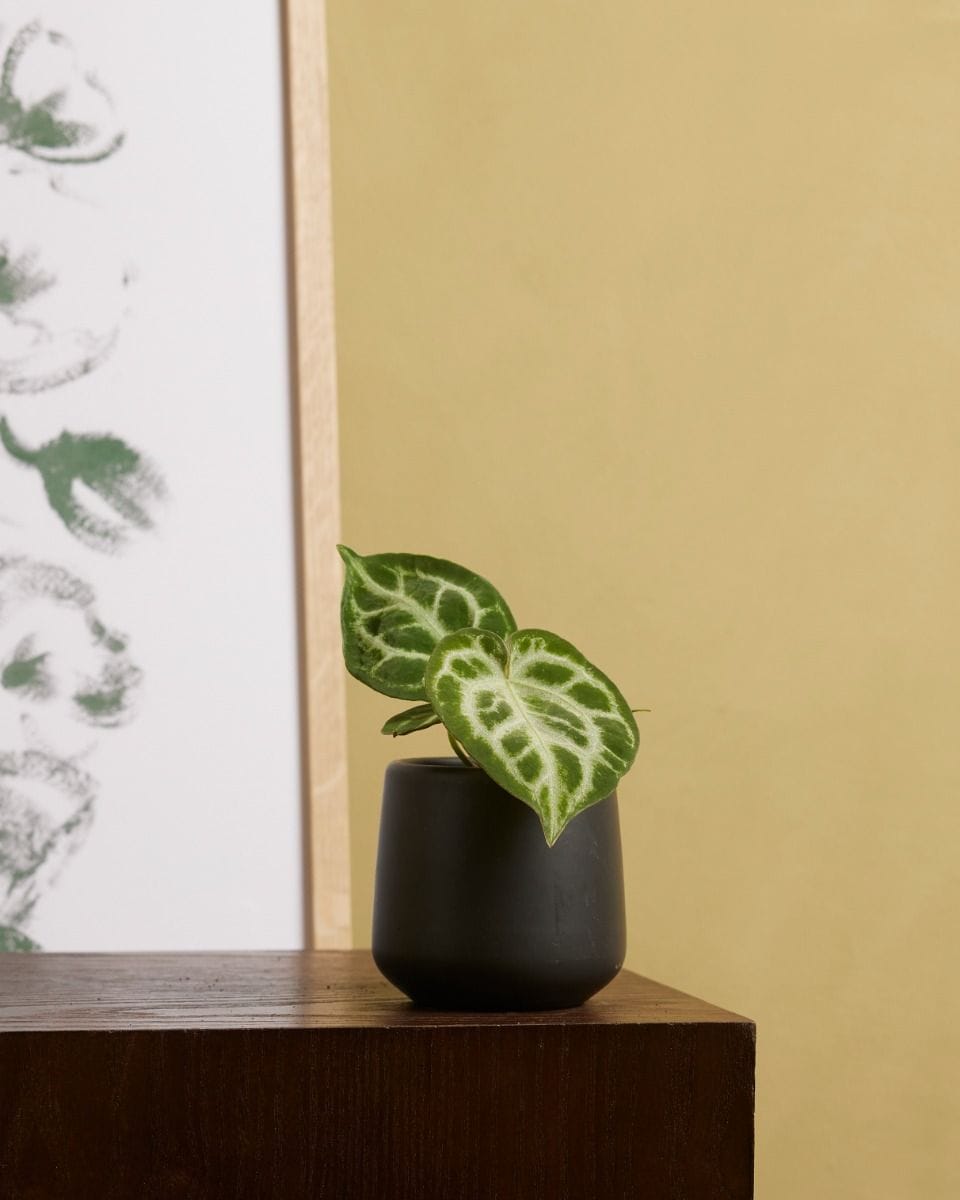 Bebé Amber Pot Black Ø 6 cm