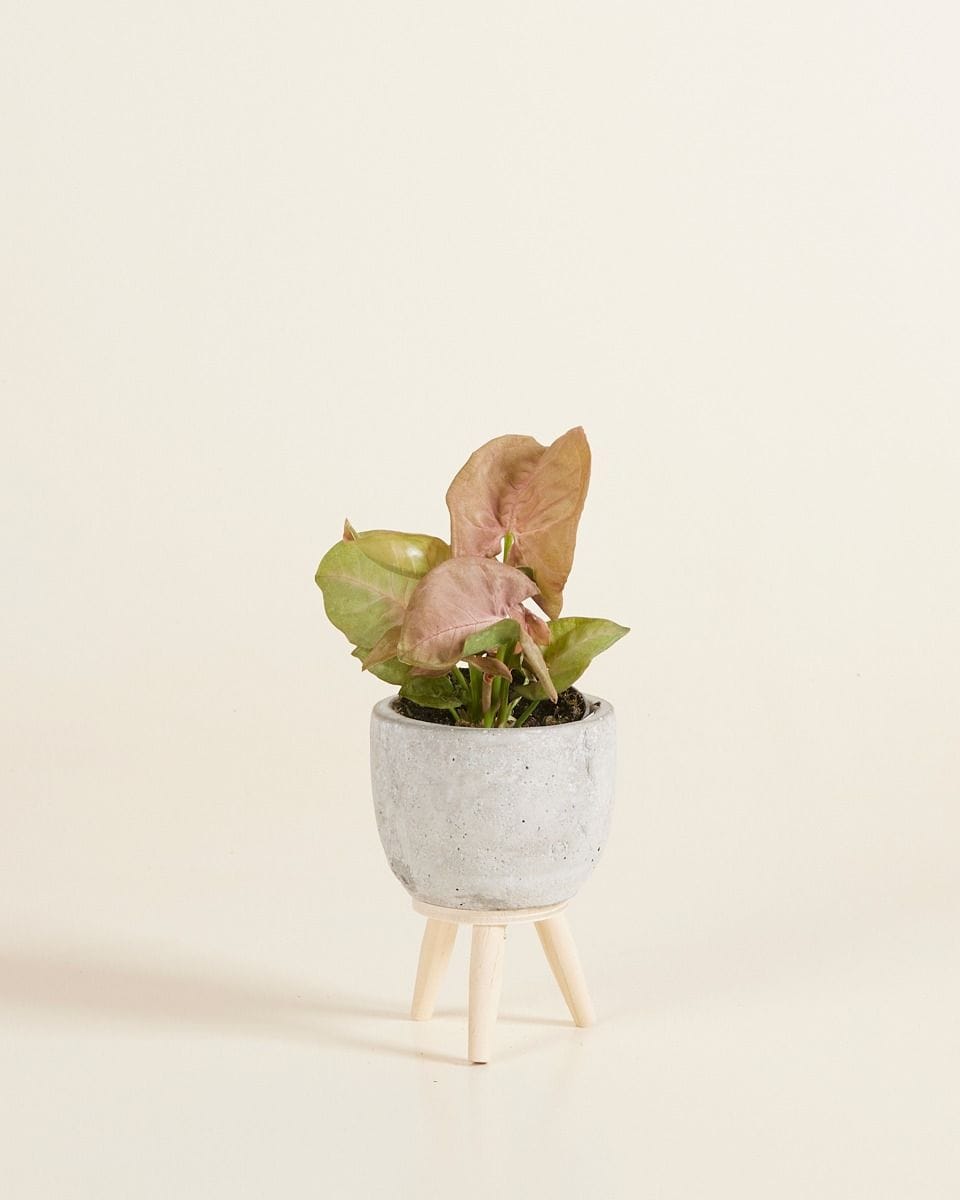 Dziecko Jimmy Pot Grey Ø 6 cm