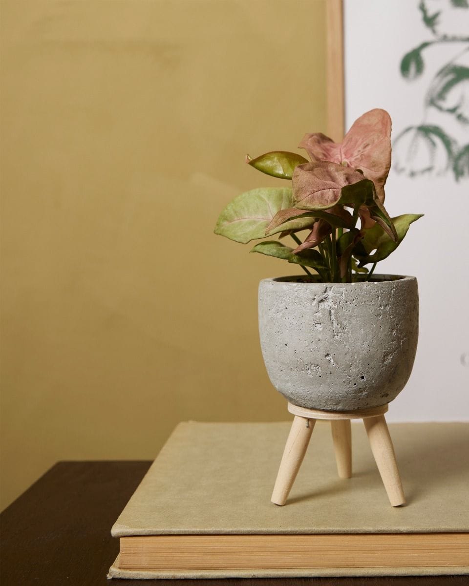 Dziecko Jimmy Pot Grey Ø 6 cm