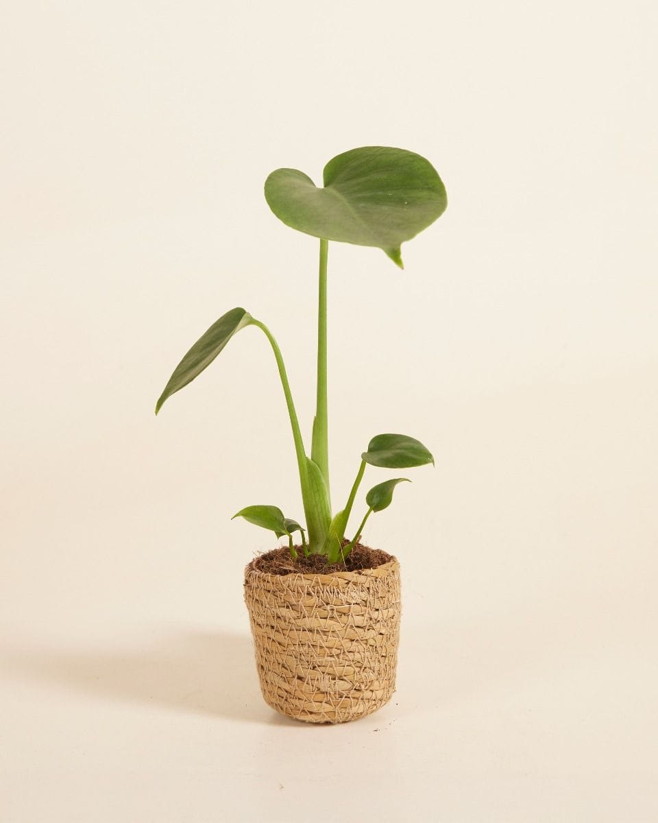 Bebé Stef Basket Ø 5.5 cm