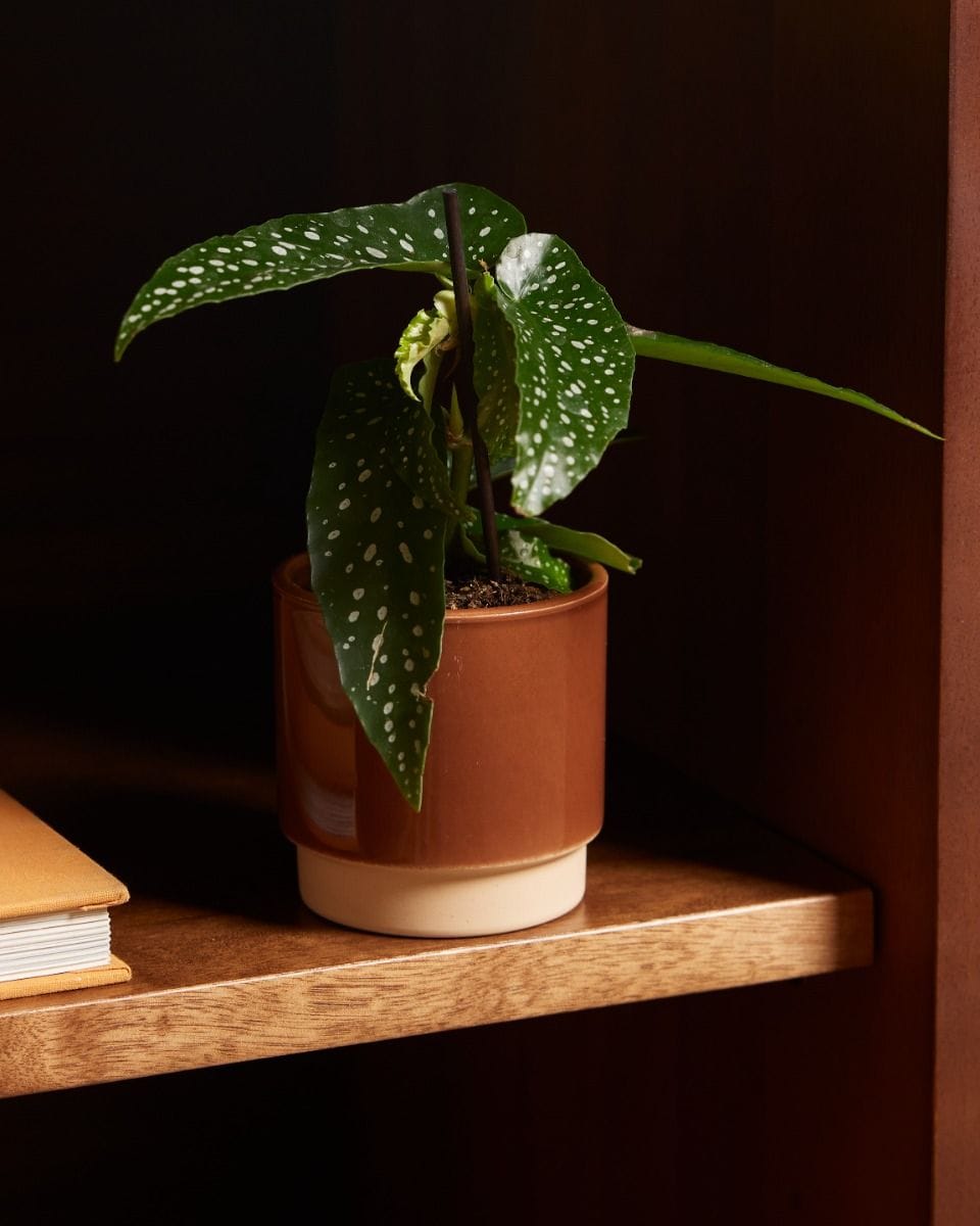 Bebé Lisa Pot Dusty Terra Ø 7 cm