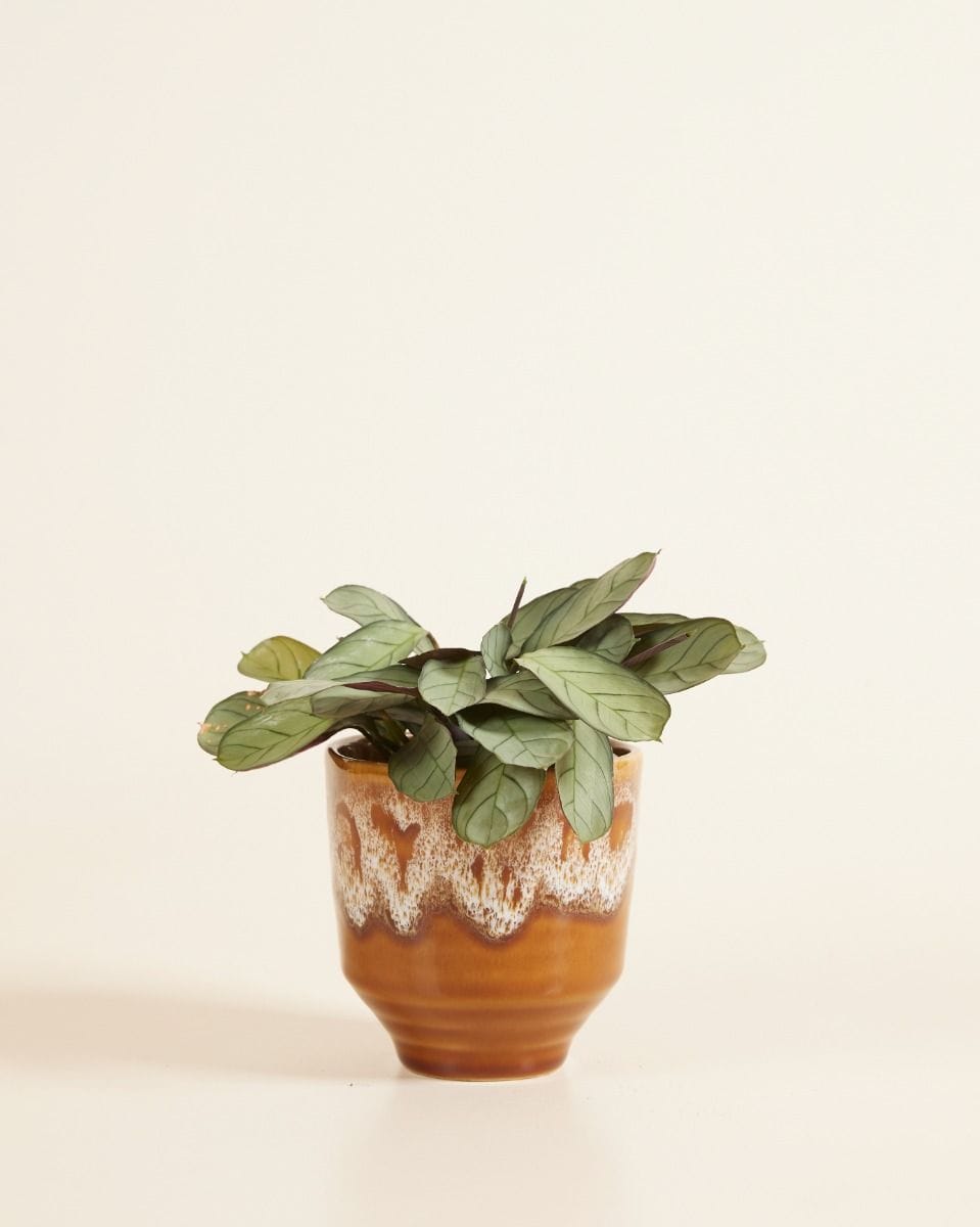Baby Otis Pot Ocher Ø 9 cm