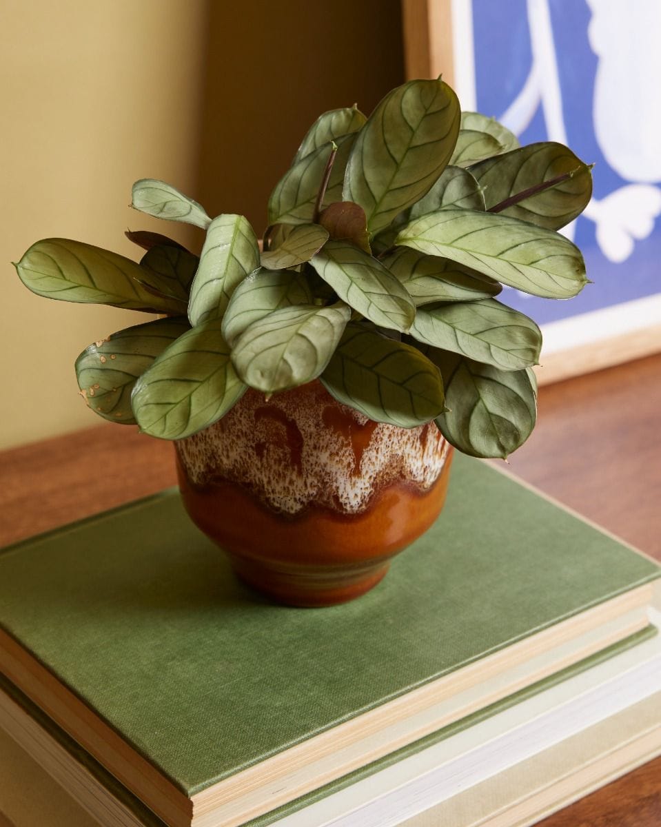 Baby Otis Pot Ocher Ø 9 cm