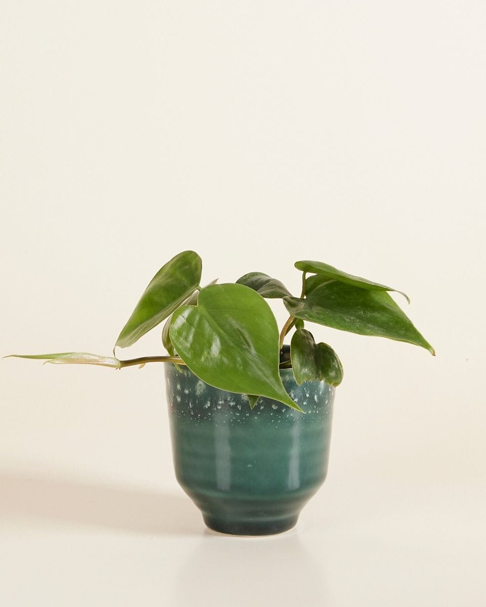Bebé Otis Pot Petrol Ø 9 cm