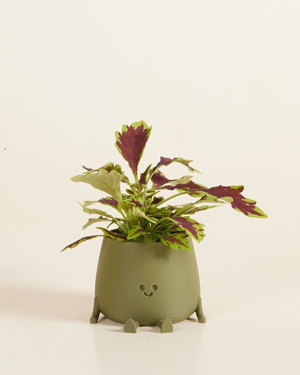 Bebé Happy Harry Pot Green Ø 6 cm