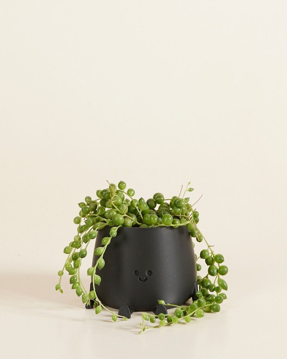 Bebé Happy Harry Pot Black Ø 6 cm