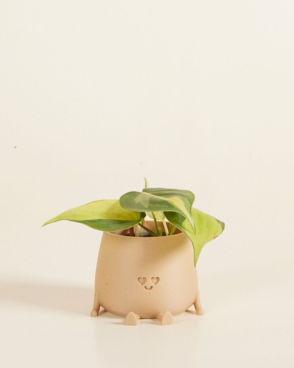 Baby Lovebird Harry Pot Beige Ø 6 cm