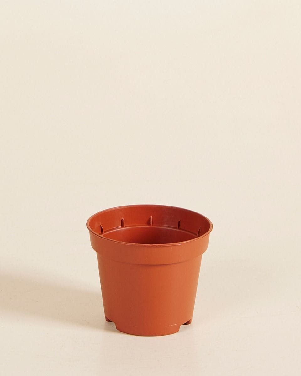 Fioriera da vivaio arancione  Ø 6 cm