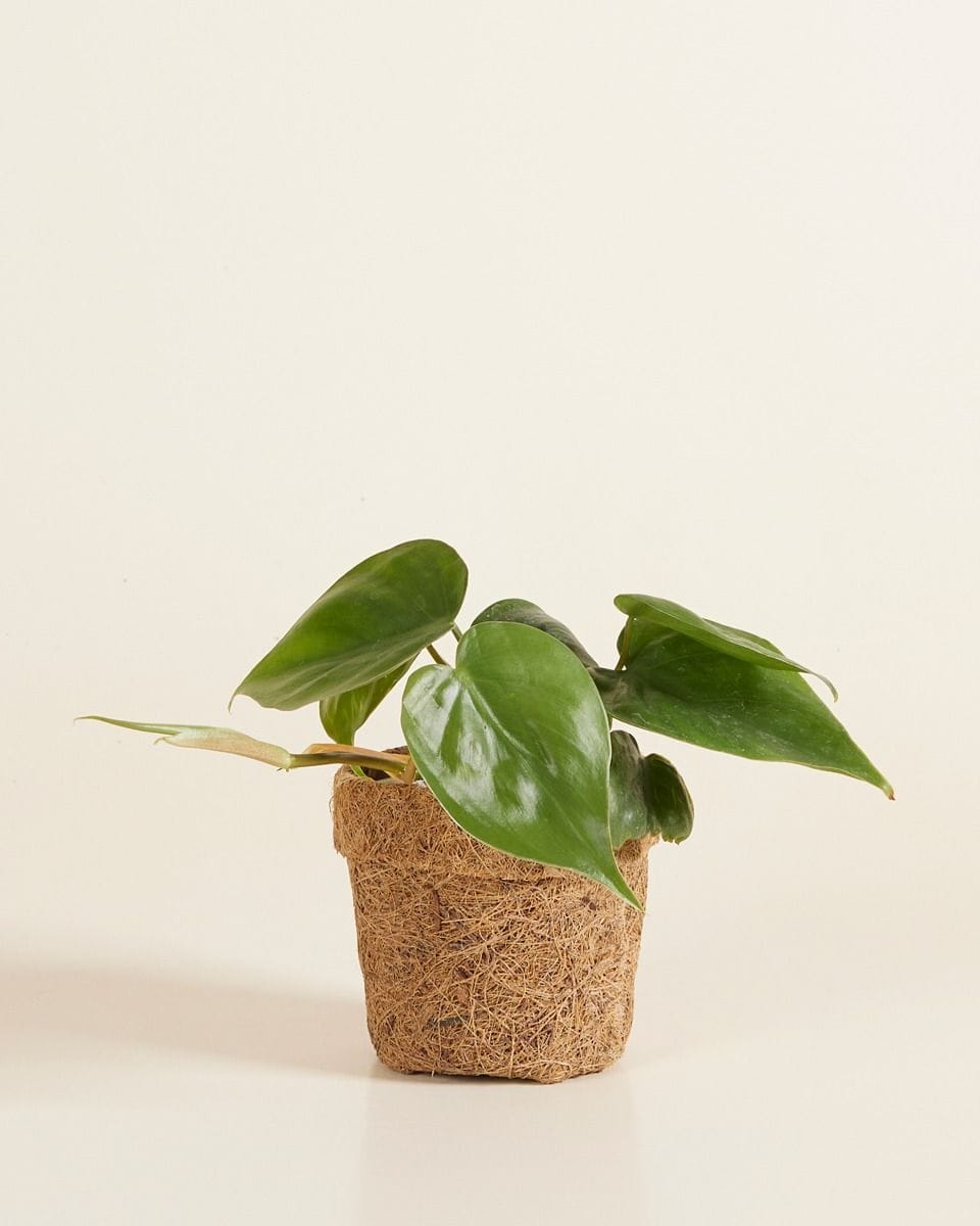 Bebé Ada Kokedama Pot Coconut Fibres Ø 6 cm