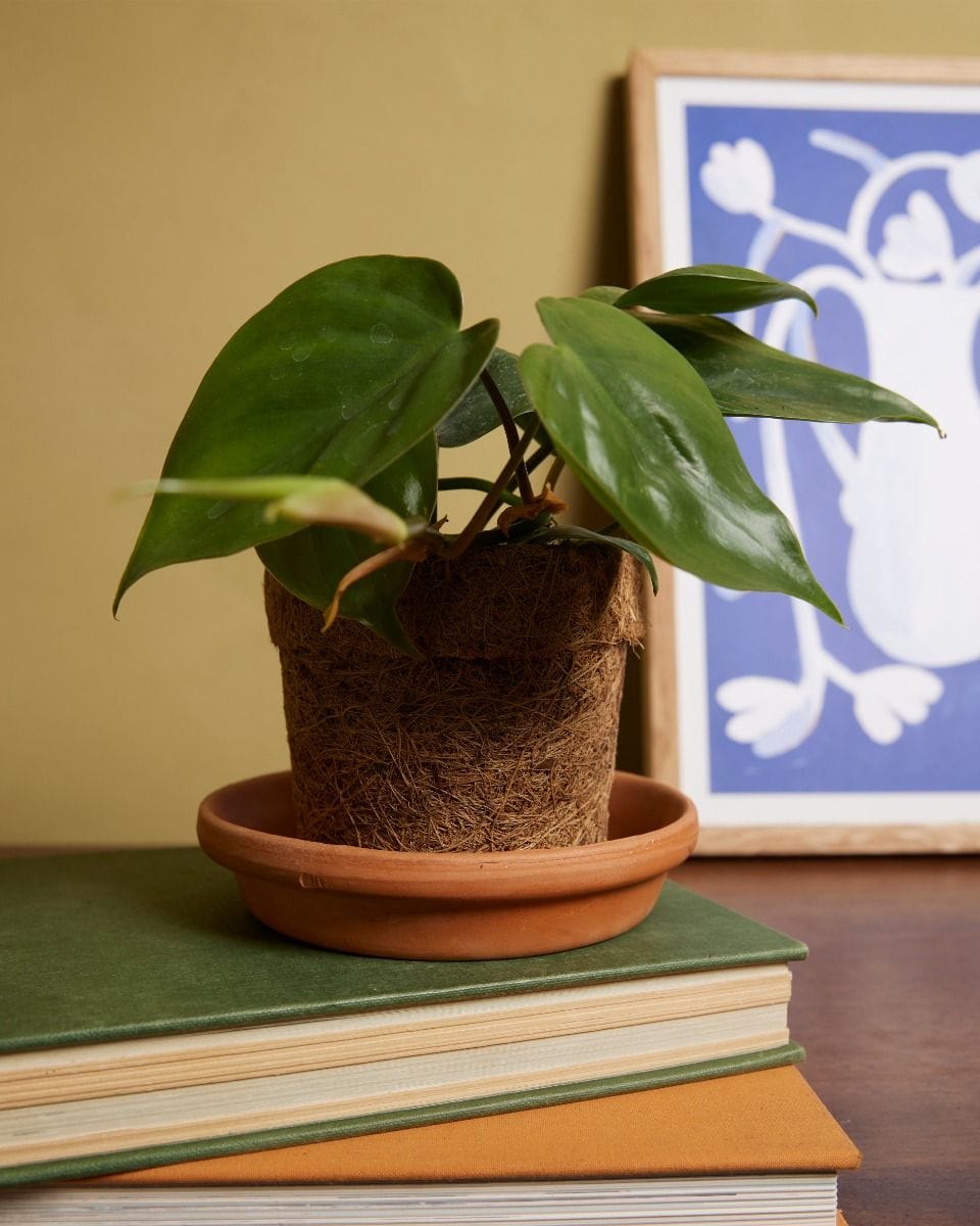 Bebé Ada Kokedama Pot Coconut Fibres Ø 6 cm