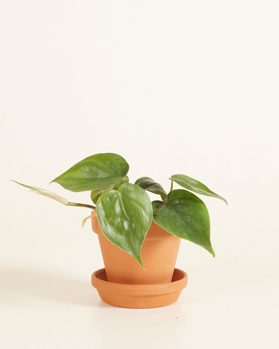 Bebé Orange Terracotta Pot Ø 9 cm