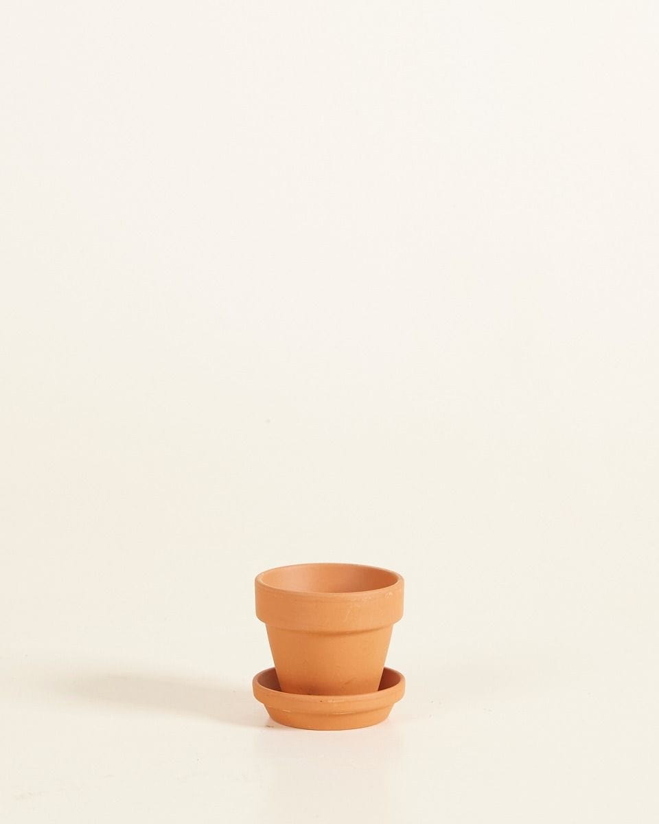 Bebé Orange Terracotta Pot Ø 5 cm
