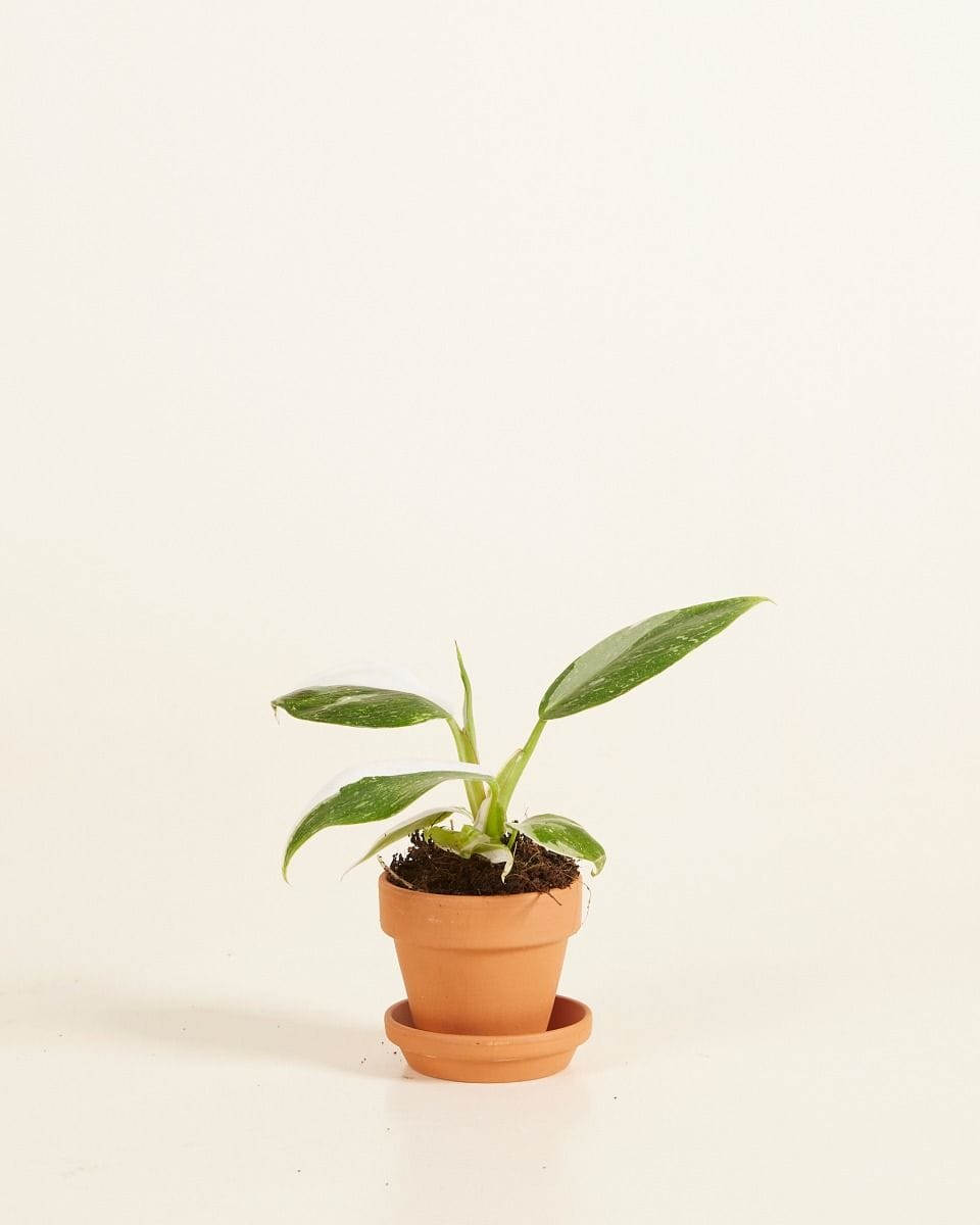 Bebé Orange Terracotta Pot Ø 5 cm