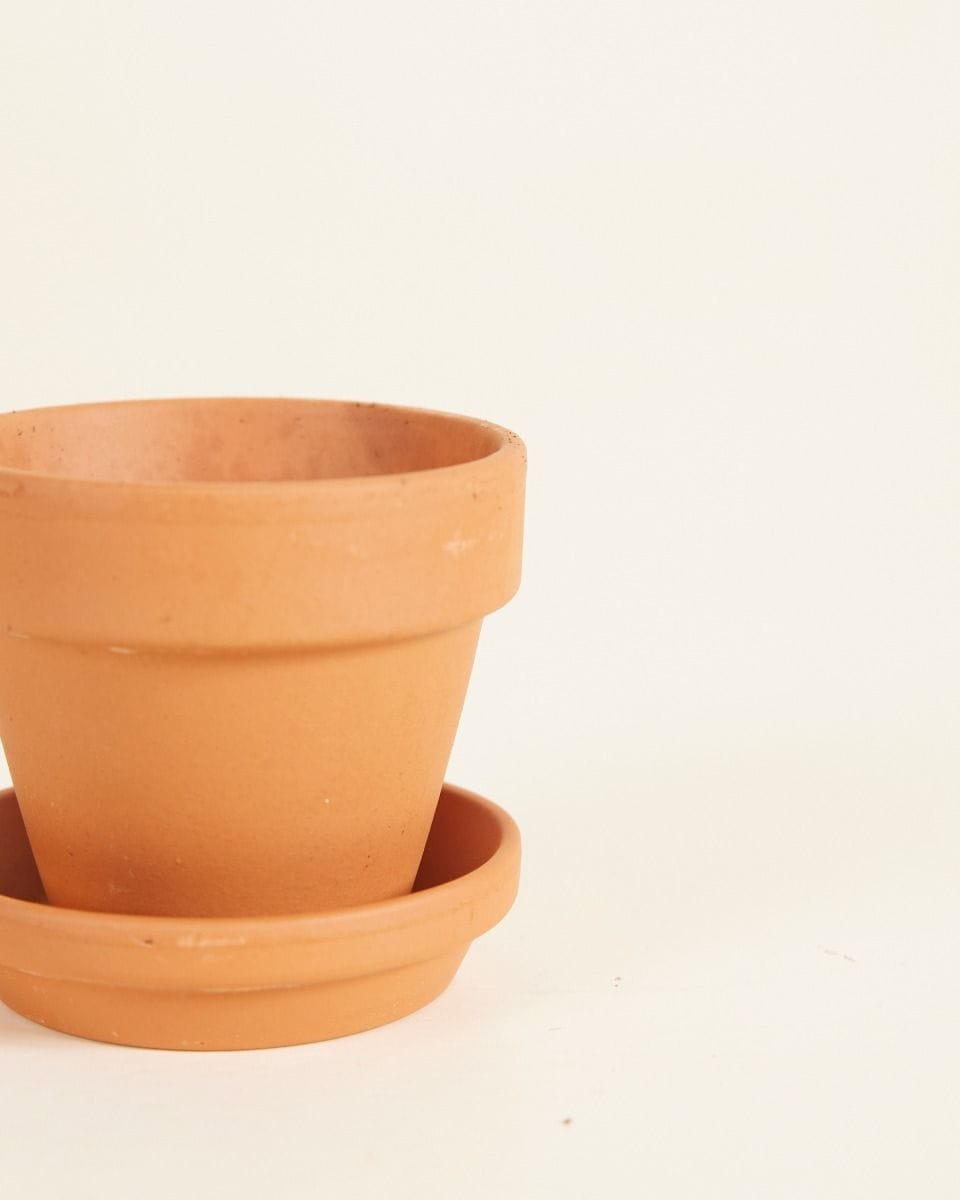 Bebé Orange Terracotta Pot Ø 5 cm