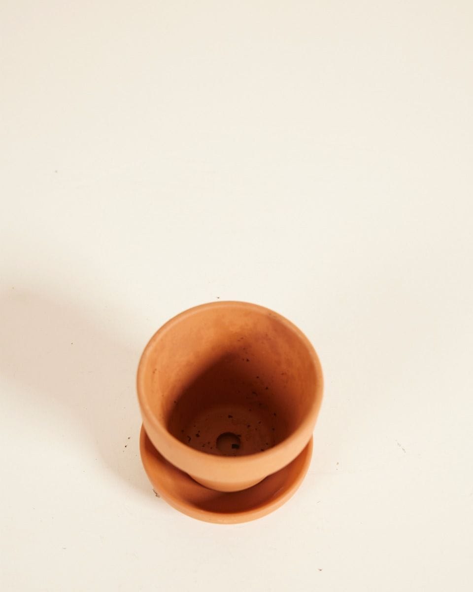 Bebé Orange Terracotta Pot Ø 5 cm