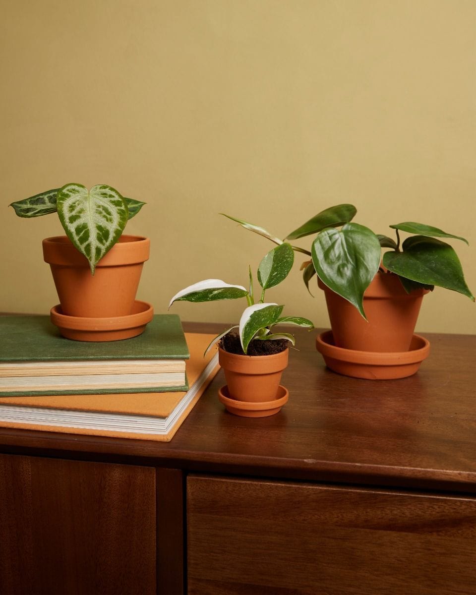 Bebé Orange Terracotta Pot Ø 5 cm