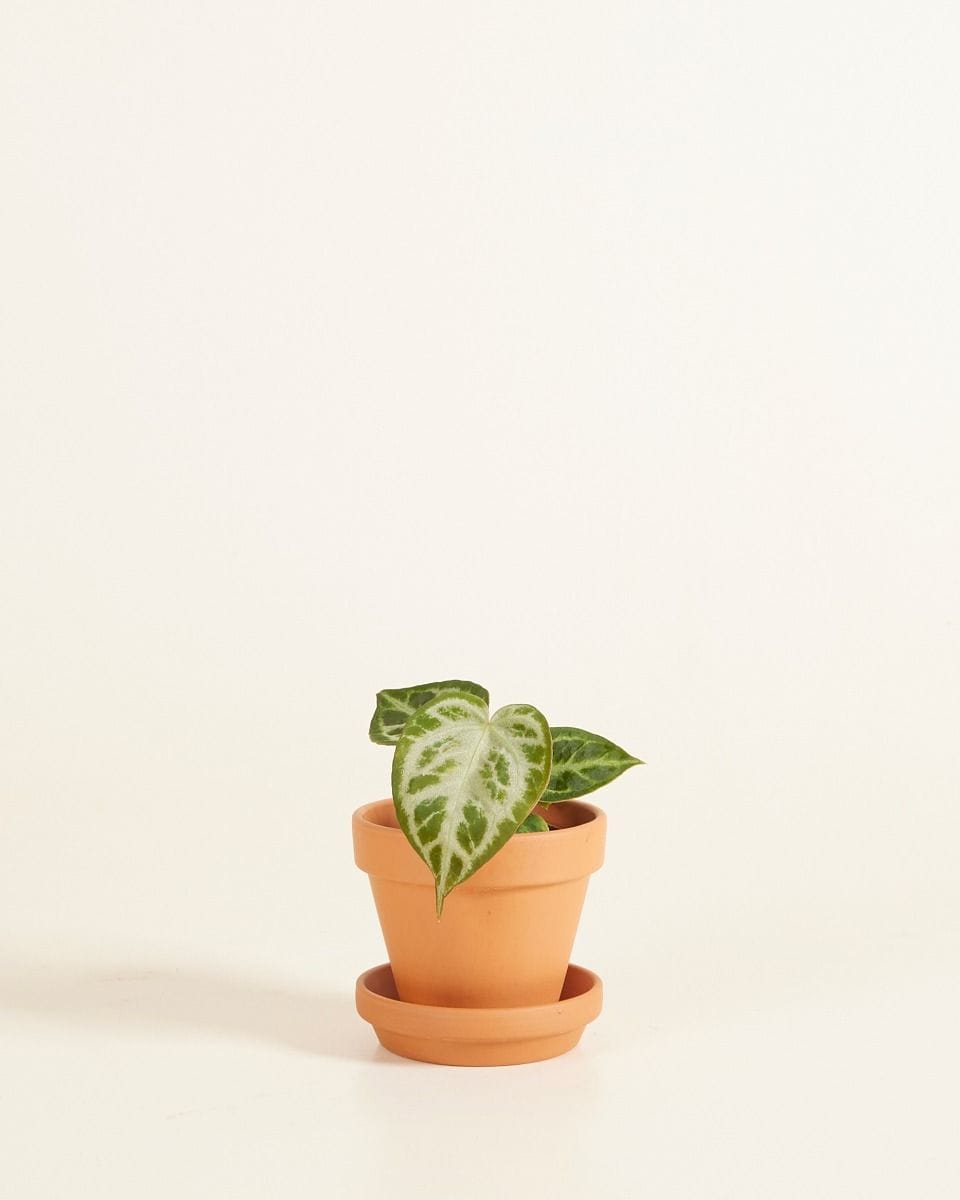 Bébé Pot en terre cuite Orange Ø 8 cm
