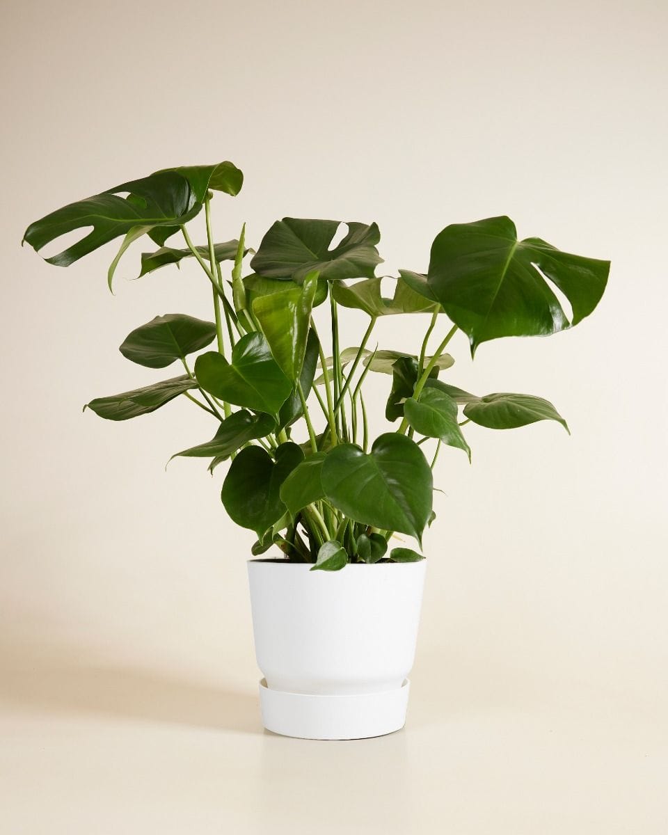 Elho Miles Round Pot White 25 cm