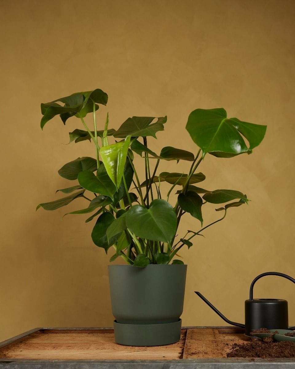 Elho Miles Round Pot Green 24 cm