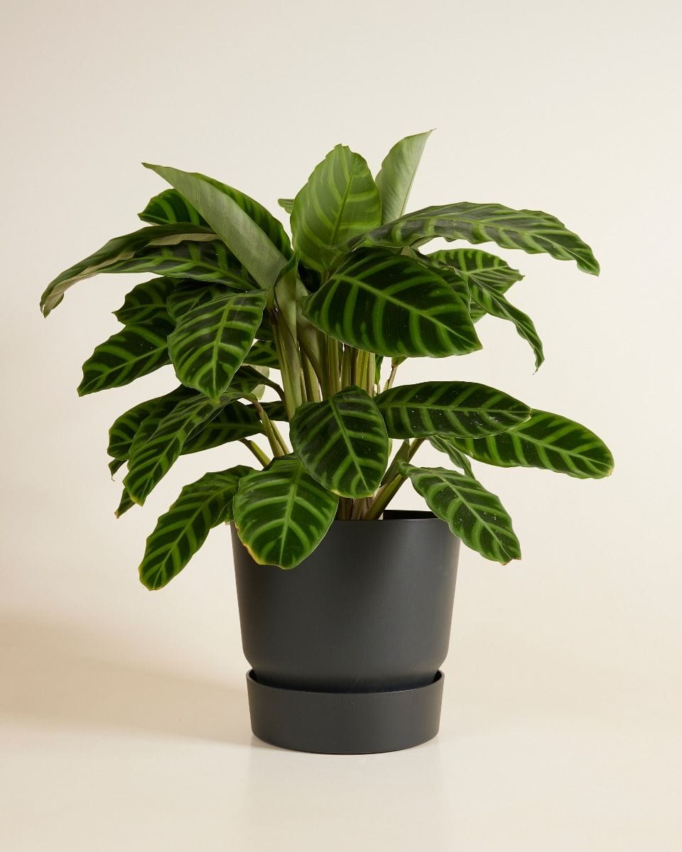 Elho Miles Round Pot Black 24 cm