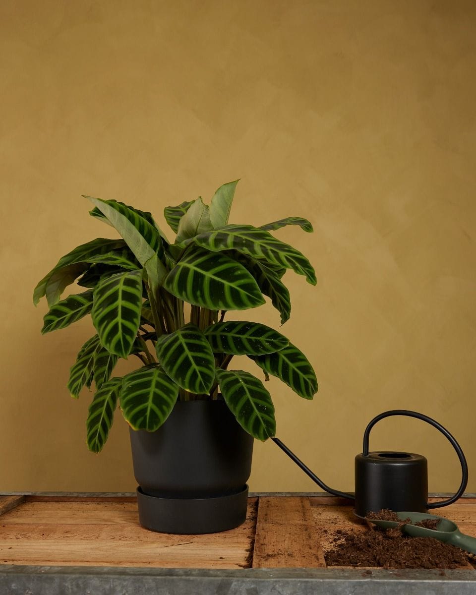Elho Miles Round Pot Black 24 cm