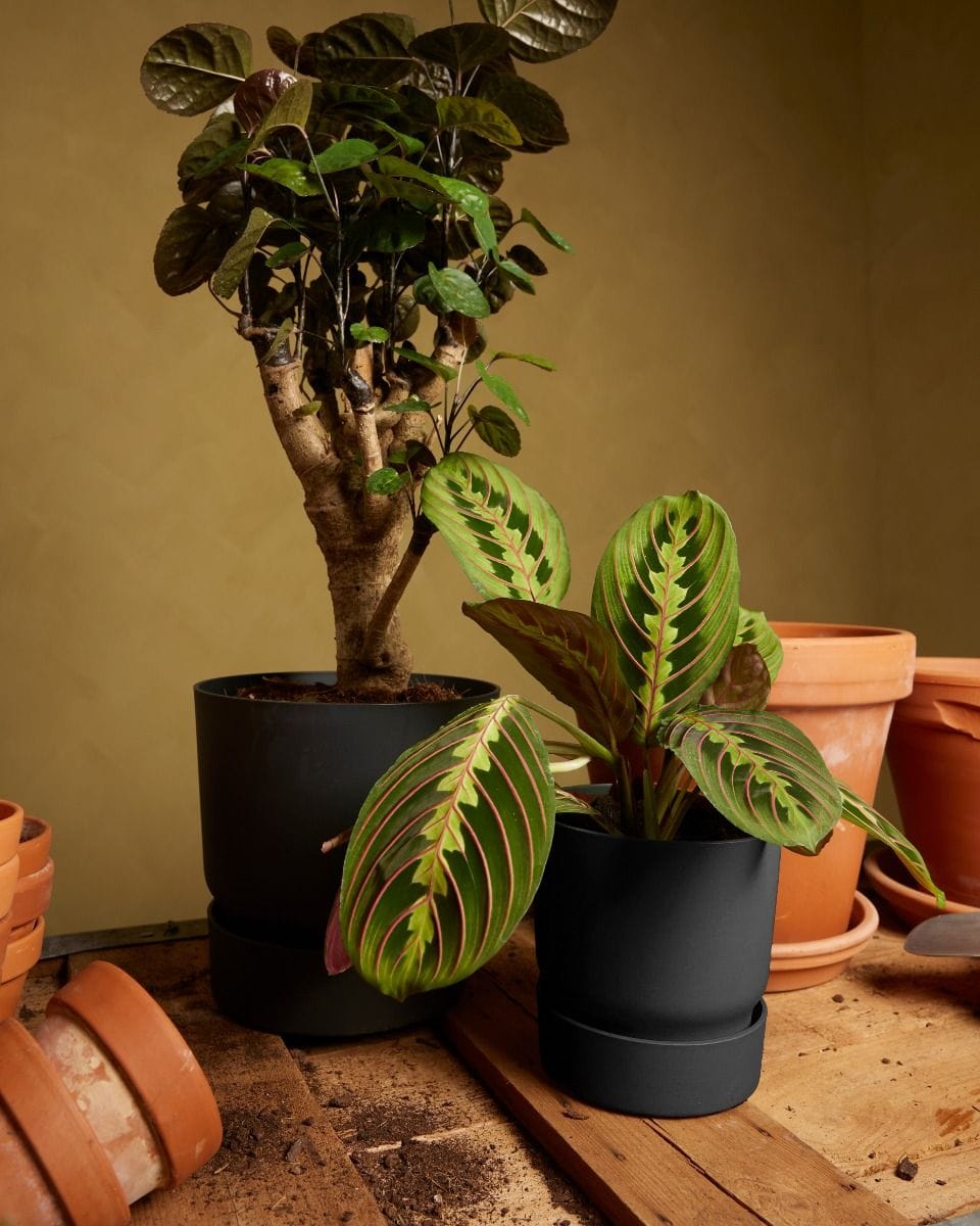 Elho Miles Round Pot Black Ø 18.5 cm