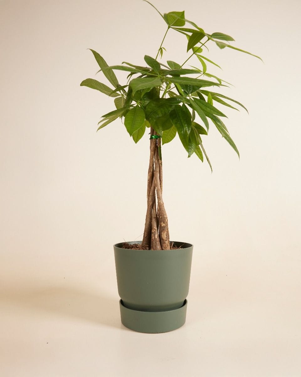 Elho Miles Round Pot Green Ø 18.5 cm