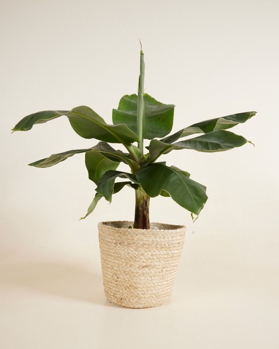 Selin Basket Seagrass Ø 21 cm