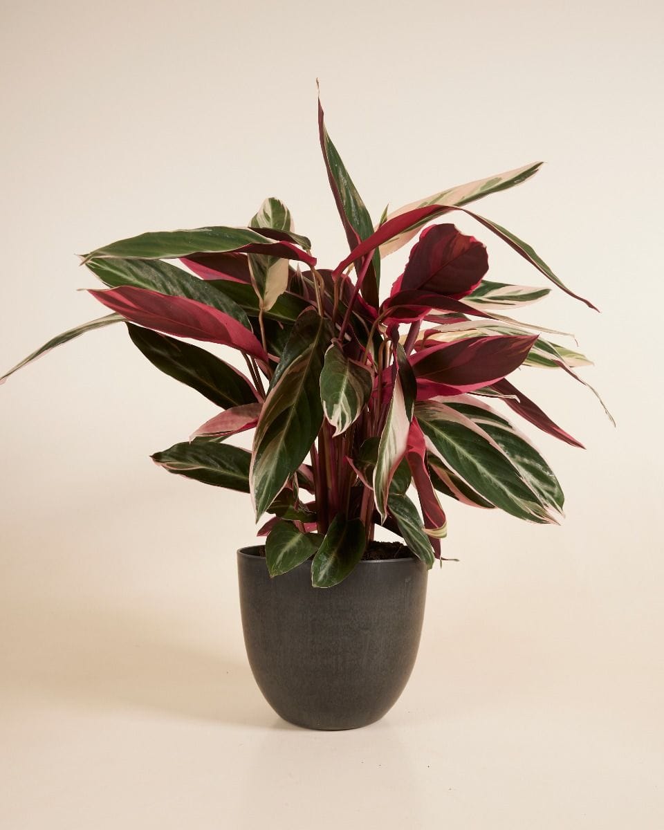 Bola Pot Black Ø 23