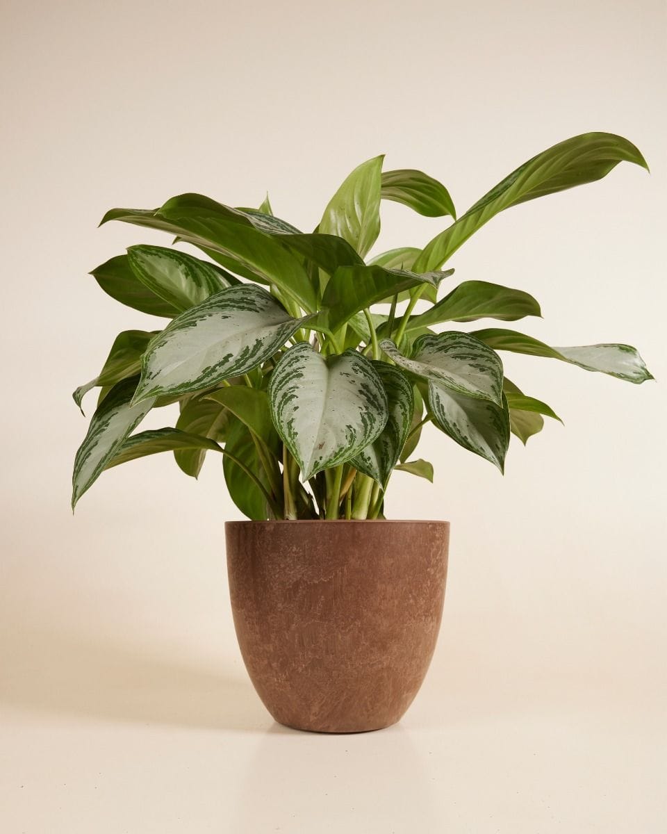 Bola Pot Brown Ø 33