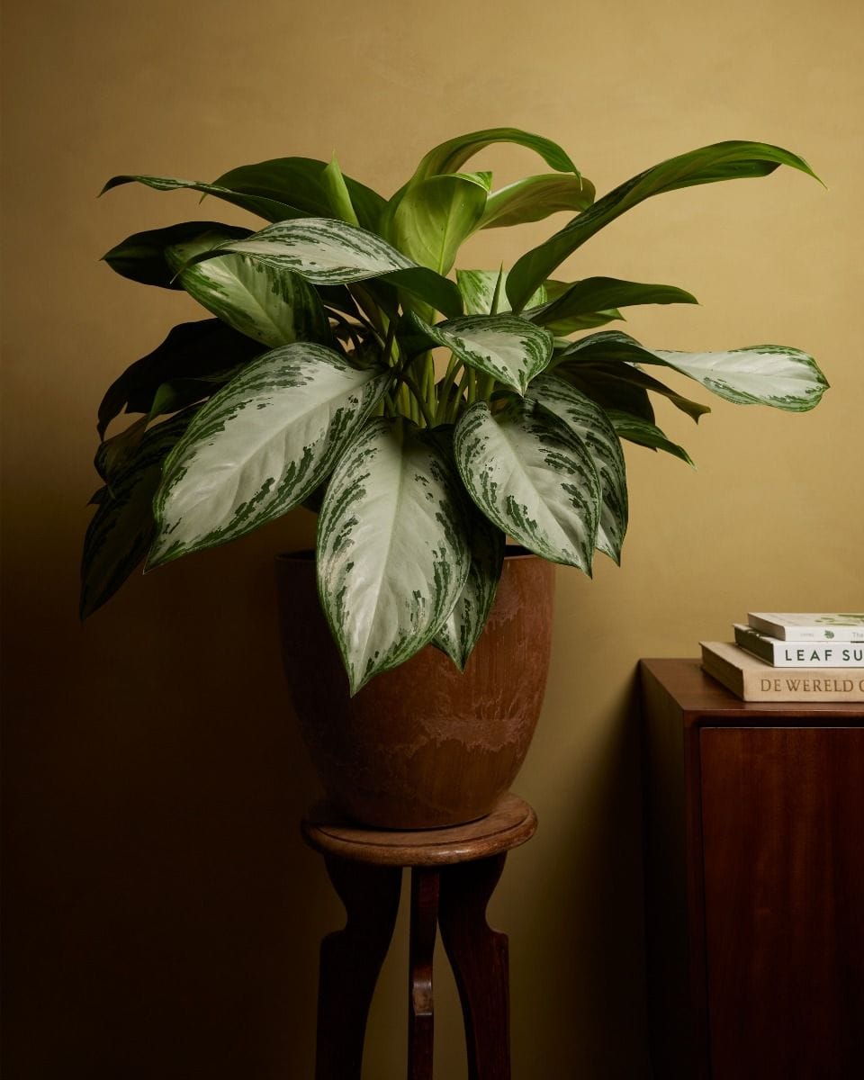 Bola Pot Brown Ø 33