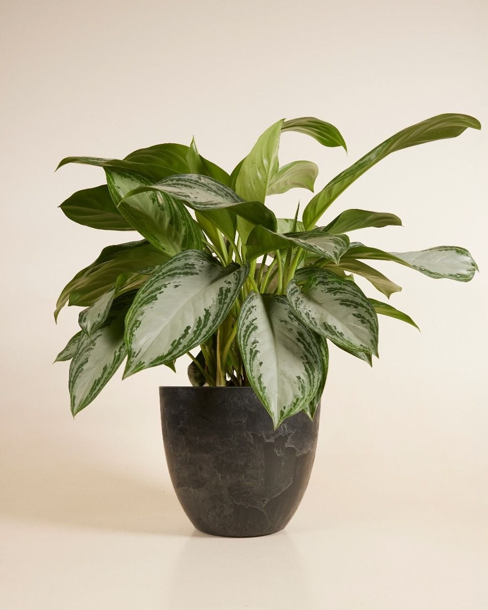 Bola Pot Black Ø 33