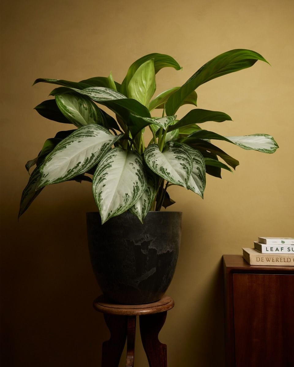 Bola Pot Black Ø 33