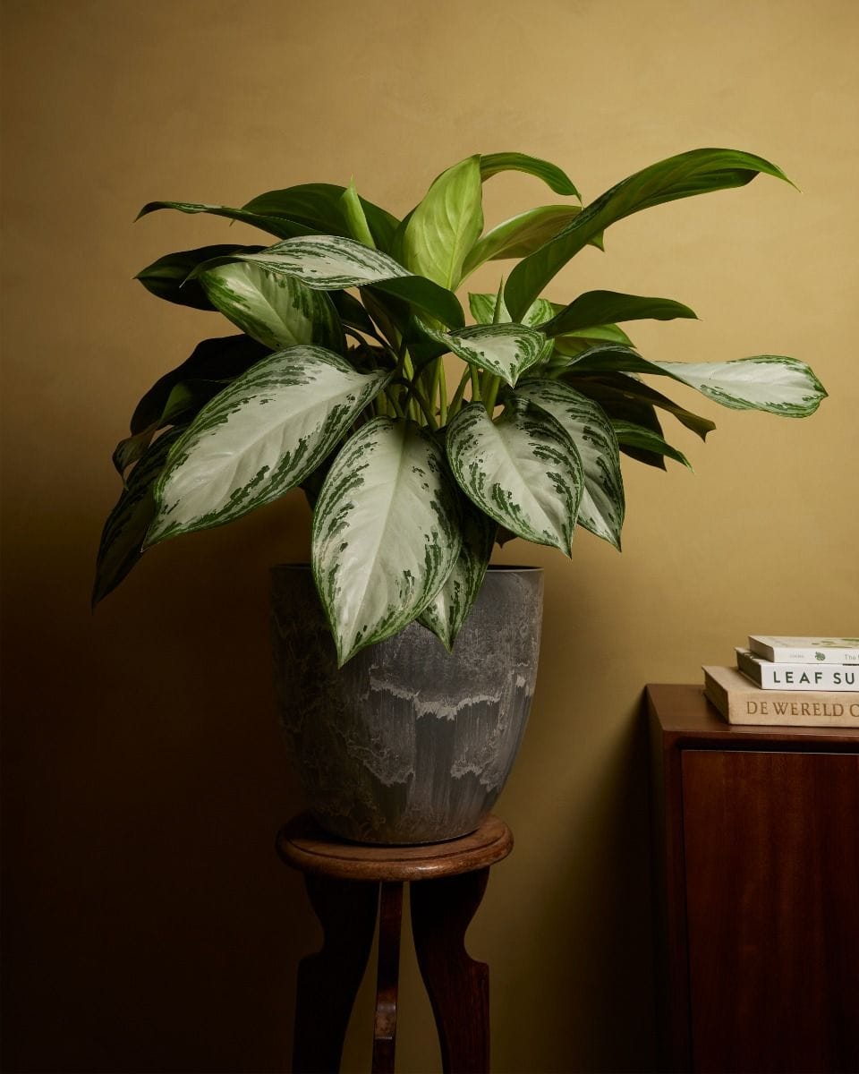 Bola Pot Gris Ø 33
