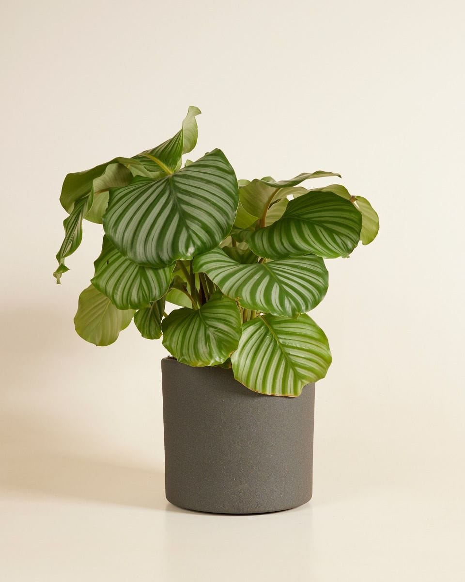 Penny Pot Dark Grey Ø 21 cm