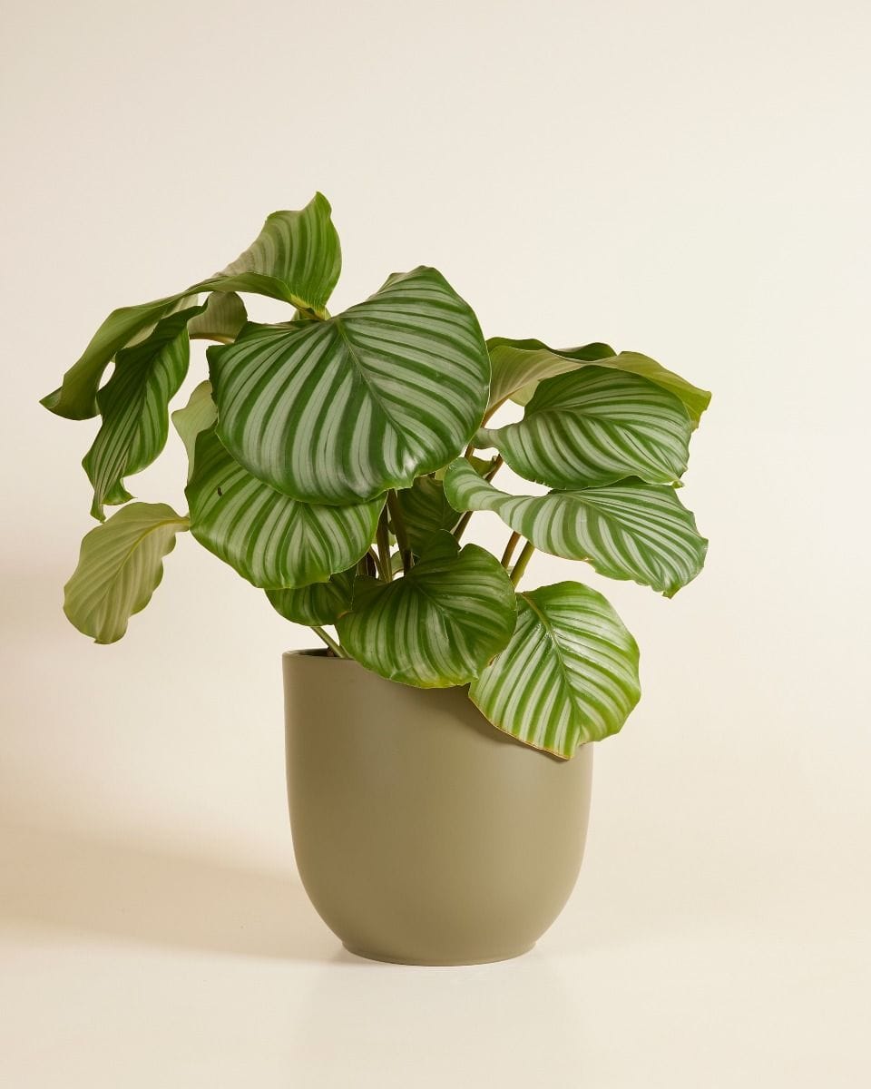 Lexi Pot Green Ø 23 cm