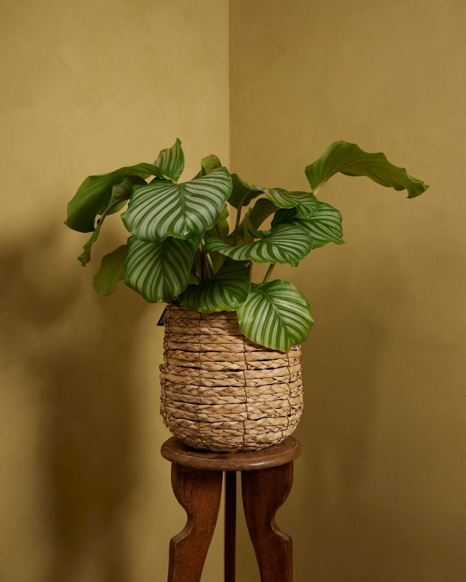 Ellen Basket Seagrass Ø 23 cm